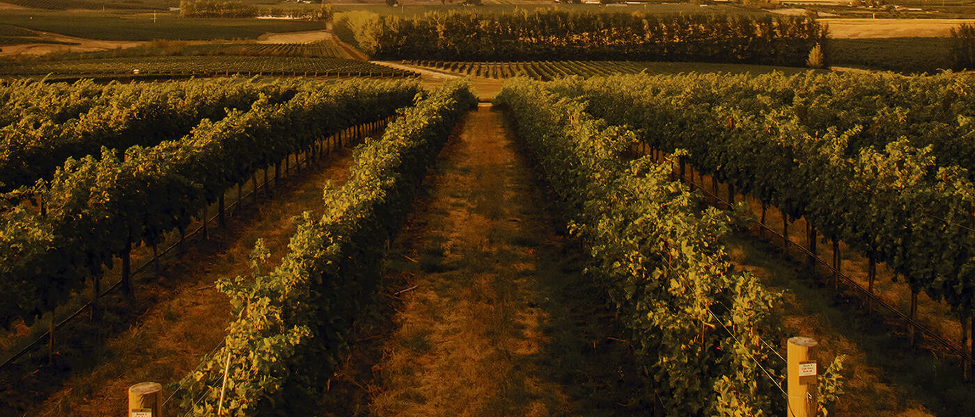 Seven Hills Vineyard influences Washington wine and food